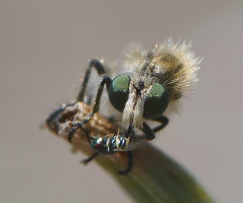Holopogon melaleucus